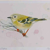 A4 goldcrest juvenile