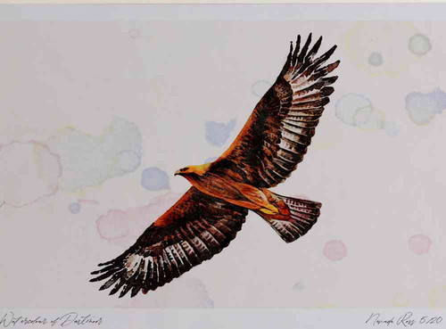 A4 golden eagle adult.jpg