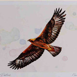 A4 golden eagle adult
