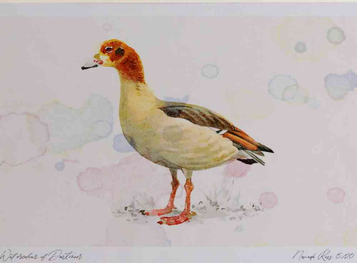 A4 egyption goose juvenile.jpg
