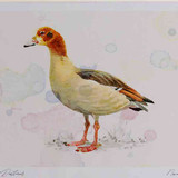 A4 egyption goose juvenile