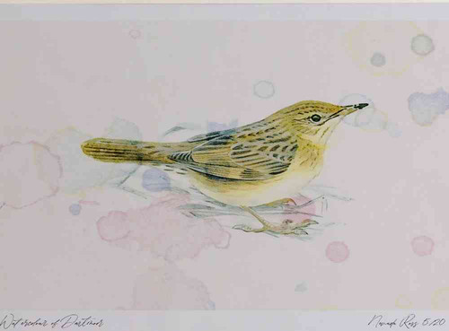 A4 grasshopper warbler adult.jpg