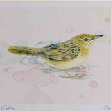 A4 grasshopper warbler adult