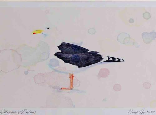 A4 great black backed gull adult.jpg