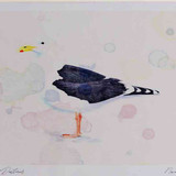 A4 great black backed gull adult