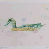 A4 garganey female