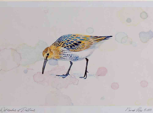 A4 dunlin juvenile