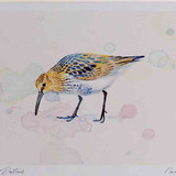 A4 dunlin juvenile