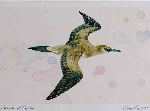 A4 gannet juvenile.jpg