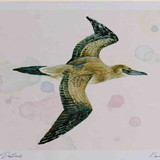 A4 gannet juvenile