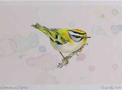 A4 firecrest.jpg