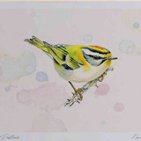 A4 firecrest