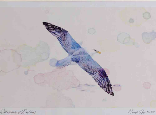 A4 fulmar adult.jpg