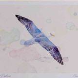 A4 fulmar adult