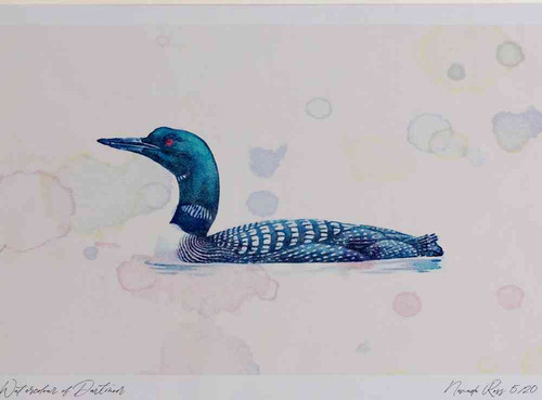A4 great northern diver breeding plumage.jpg