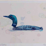 A4 great northern diver breeding plumage