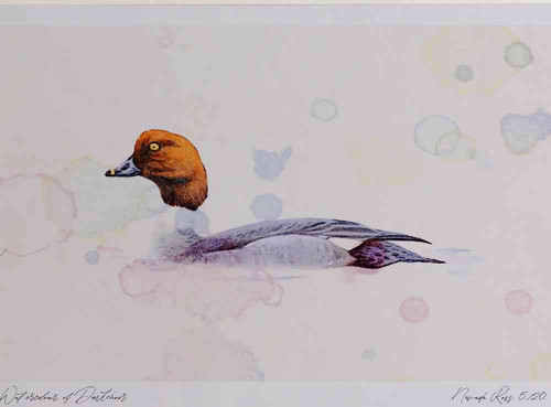 A4 goldeneye female.jpg