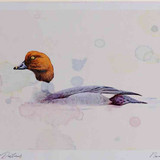 A4 goldeneye female