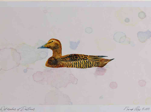 A4 eider female.jpg
