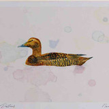 A4 eider female
