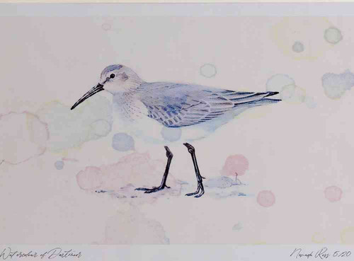 A4 dunlin nonbreeding plumage.jpg