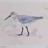 A4 dunlin nonbreeding plumage