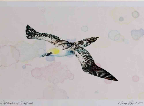 A4 gannet immature.jpg