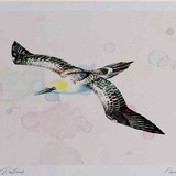 A4 gannet immature