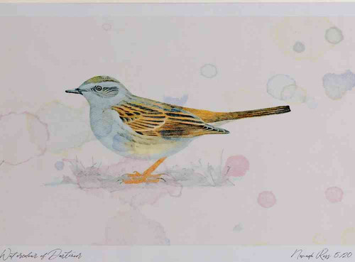 A4 dunnock.jpg