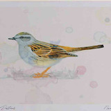 A4 dunnock