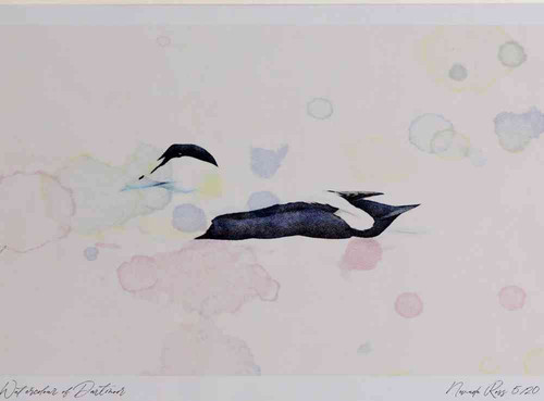 A4 eider male.jpg