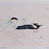 A4 eider male