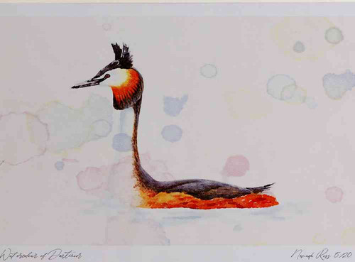 A4 great crested grebe breeding plumage.jpg