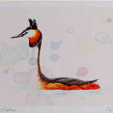 A4 great crested grebe breeding plumage