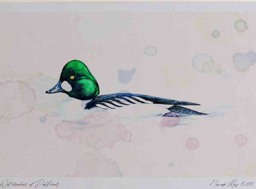 A4 goldeneye male.jpg