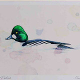 A4 goldeneye male