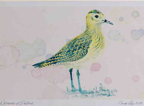 A4 golden plover juvenile.jpg