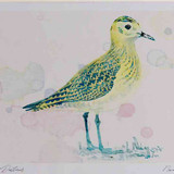A4 golden plover juvenile