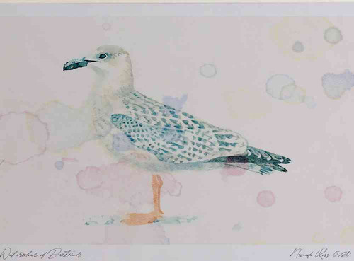 A4 great black backed gull juvenile.jpg