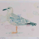 A4 great black backed gull juvenile