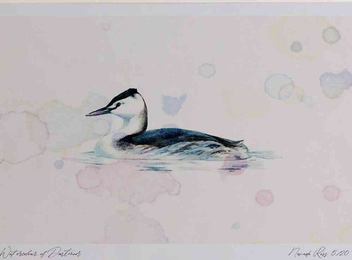 A4 great crested grebe nonbreeding plumage.jpg