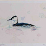 A4 great crested grebe nonbreeding plumage