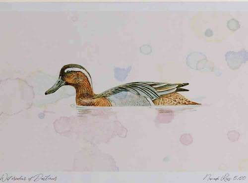 A4 garganey adult male breeding plumage.jpg
