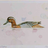A4 garganey adult male breeding plumage
