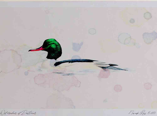A4 goosander male.jpg