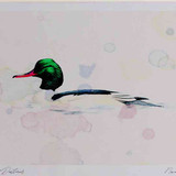 A4 goosander male