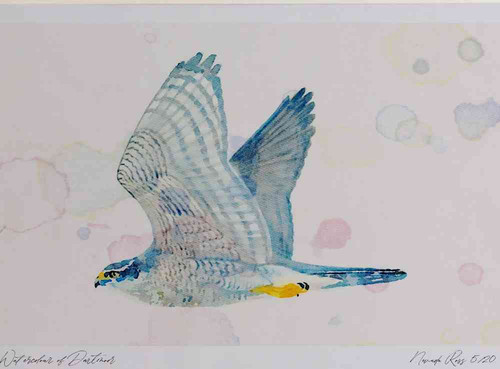A4 goshawk adult.jpg