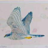 A4 goshawk adult
