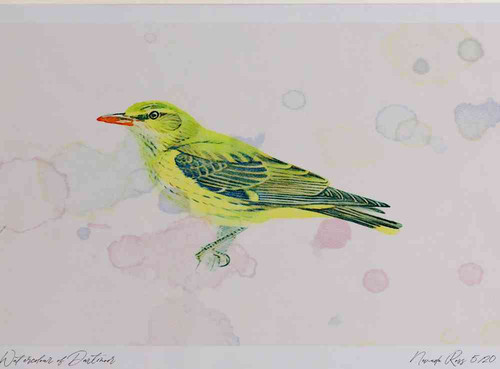A4 golden oriole female.jpg