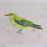 A4 golden oriole female